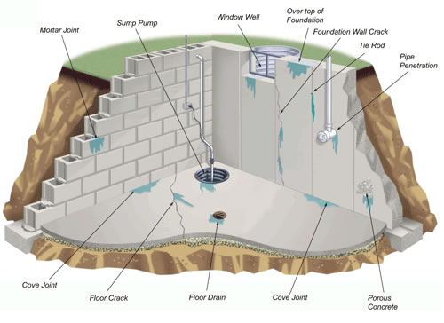 Mold Removal Reation, Basement Mold Solutions