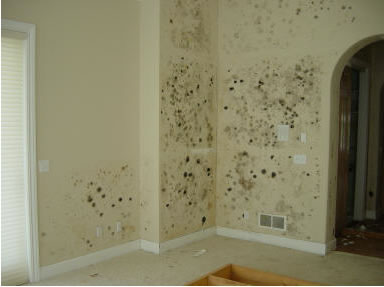 Basement Mold Removal Testing Companies Near Me Remediation Inspection Andover Lawrenceville Somerset Westfield Belford NJ Kitchen