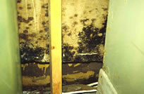 Mold Removal New Jersey
