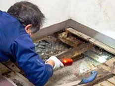 Basement Mold Inspection Monmouth Junction NJ Mold Removal 08852 Mold Remediation Asbestos Testing Mold